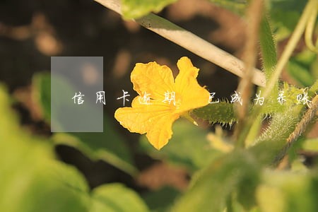 信用卡逾期 已成为呆账 信用卡逾期 已成为呆账